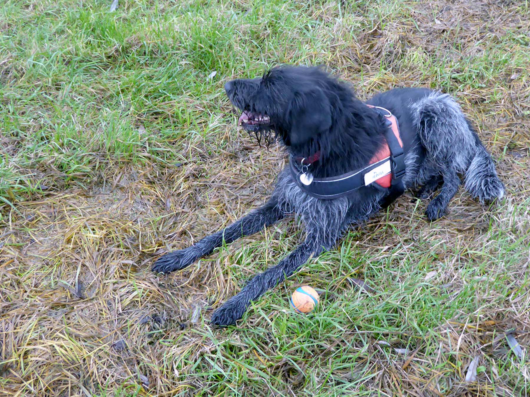 Hundeschule